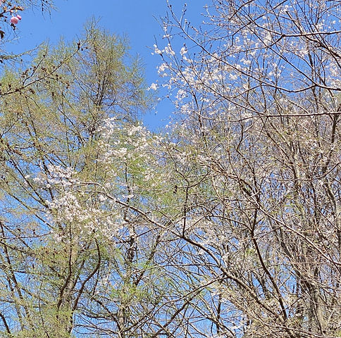 IMG_0619.jpeg