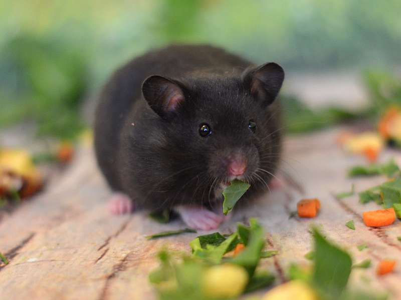 сирийские хомяки