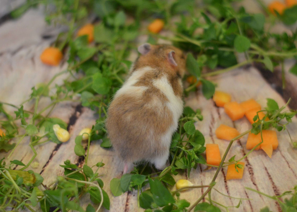 сирийский хомячонок