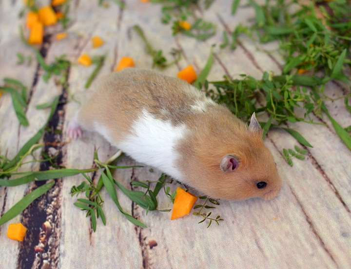 сирийский хомячонок
