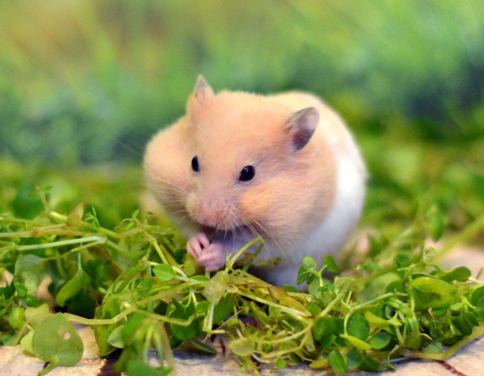 сирийский хомячонок