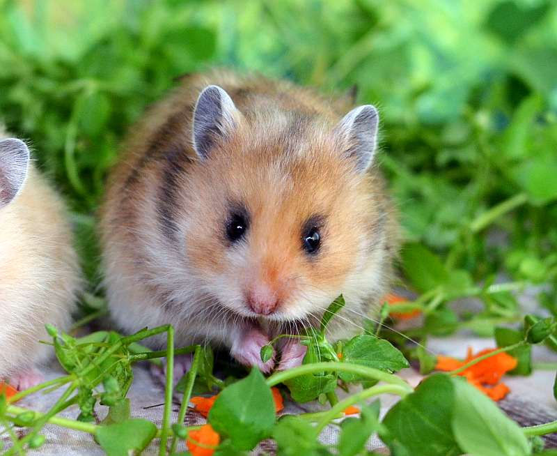 сирийский хомячонок
