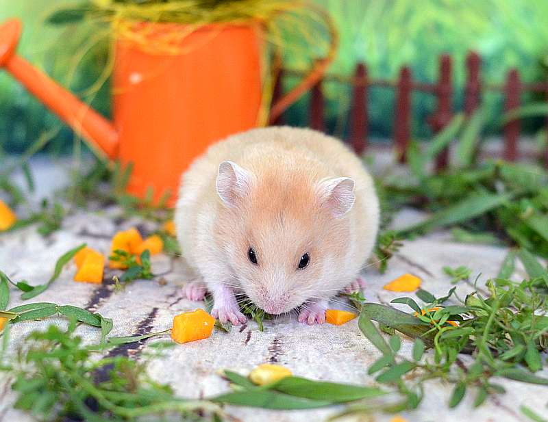сирийский хомячонок