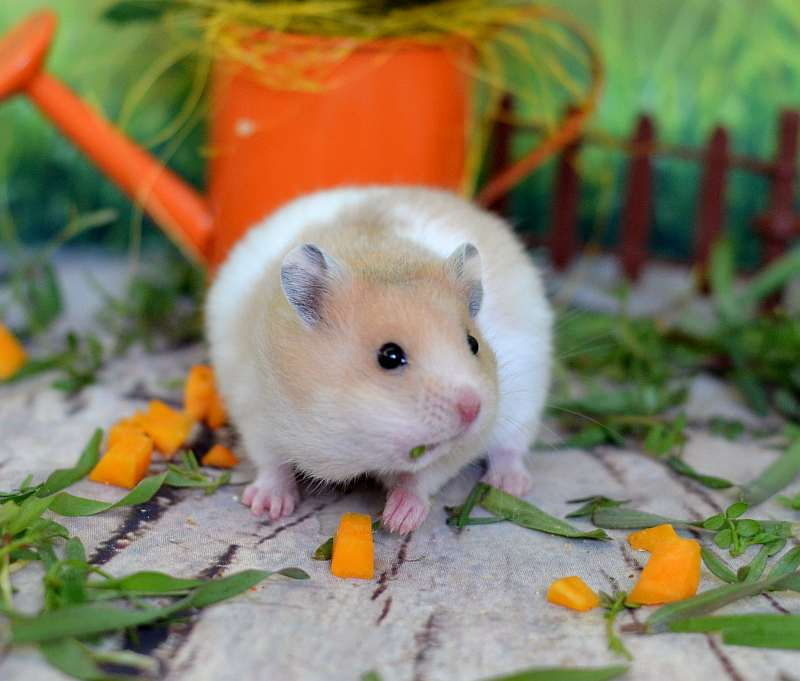 сирийский хомячонок