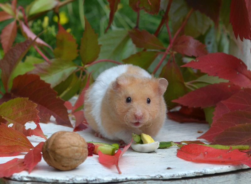 хомяк окрас медовый с поясом