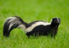 Skunk.jpg