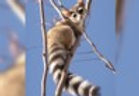 Ringtail cat.jpg