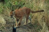 Mountain Lion.jpg
