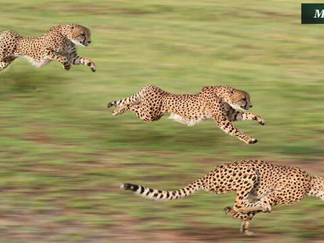 Cheetah  Download [Win/Mac] [2022-Latest]
