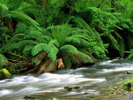 Creek Forest Crack  Free Registration Code Free Download [Mac/Win]
