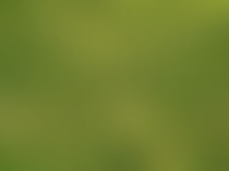 What Is Causing Yellow Spots in Your Lawn Right Now?