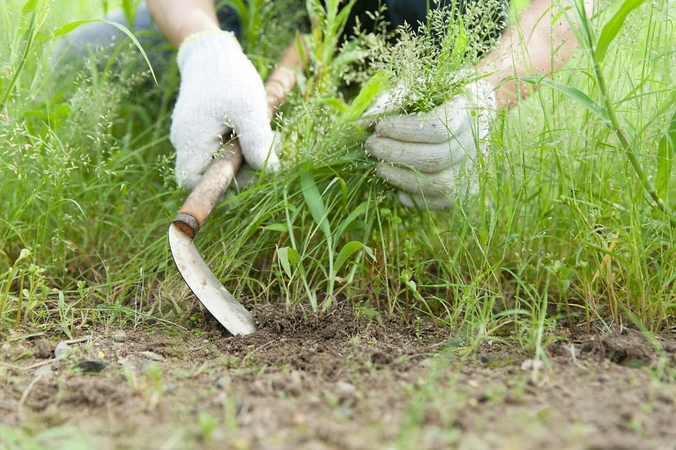 Summer Lawn Recovery: What to Do Before Fall Arrives