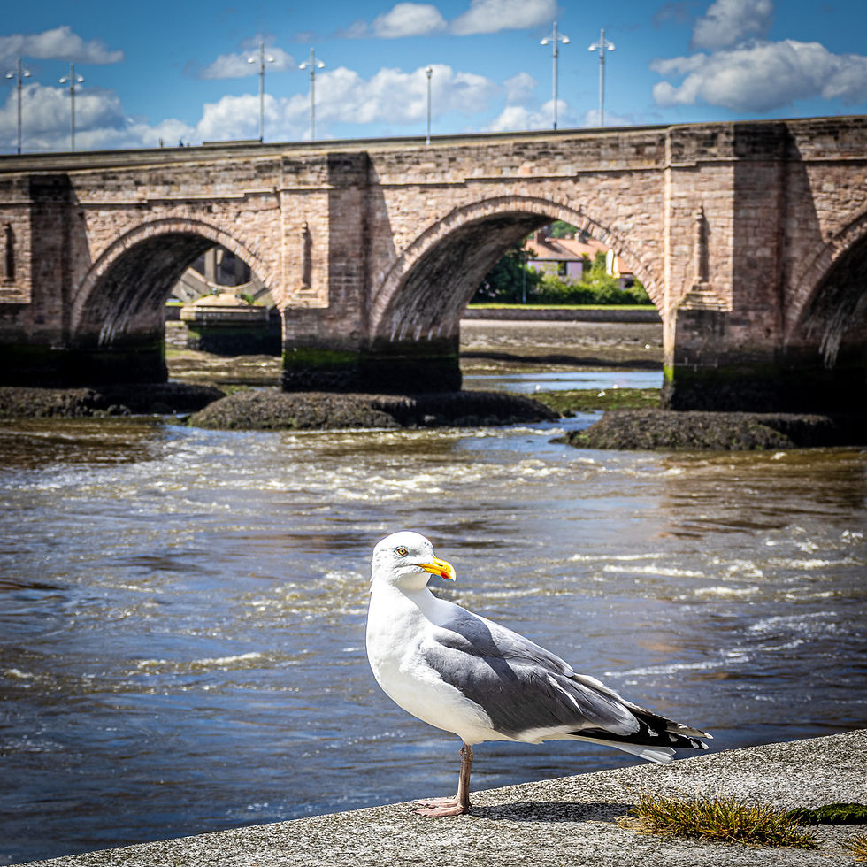 Sunny Berwick-upon-Tweed