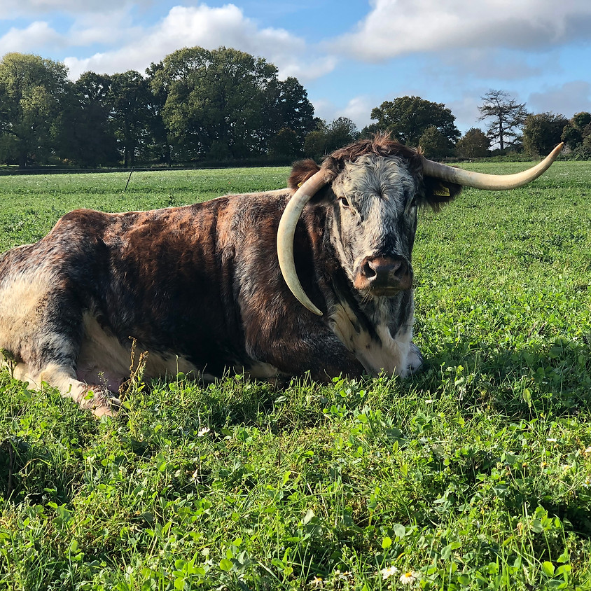 Longhorn Cattle
