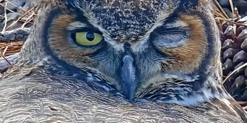 CAMERA, ACTION, BIRDS!