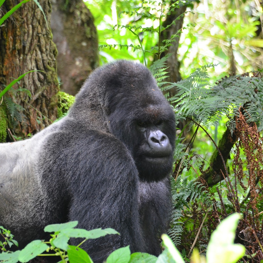 Wild Mountain Gorillas