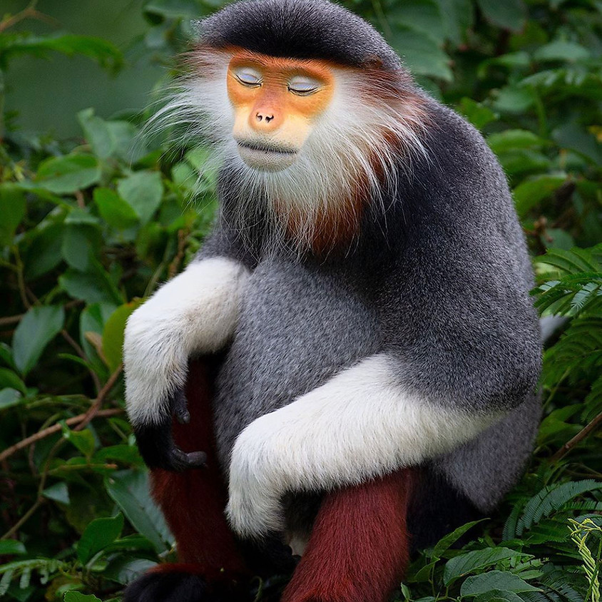 Primate Portraits