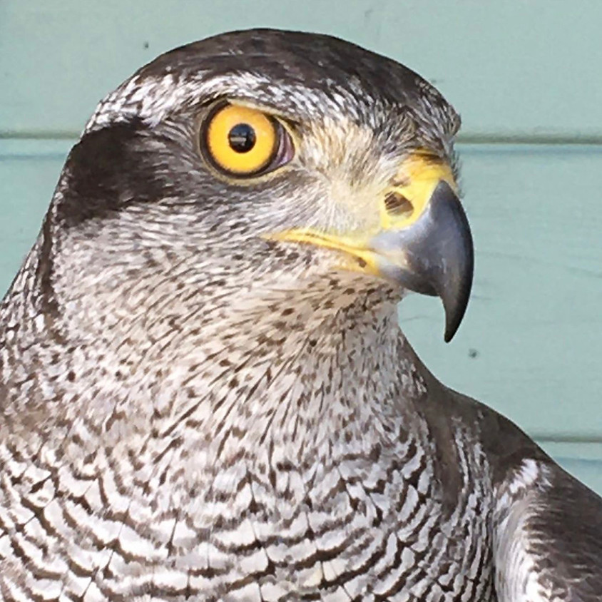 Birds of Prey
