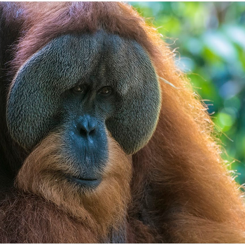 Orangutans