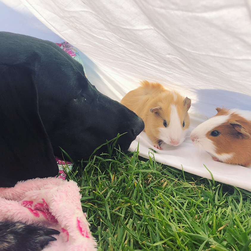 Painter & the Piggies!