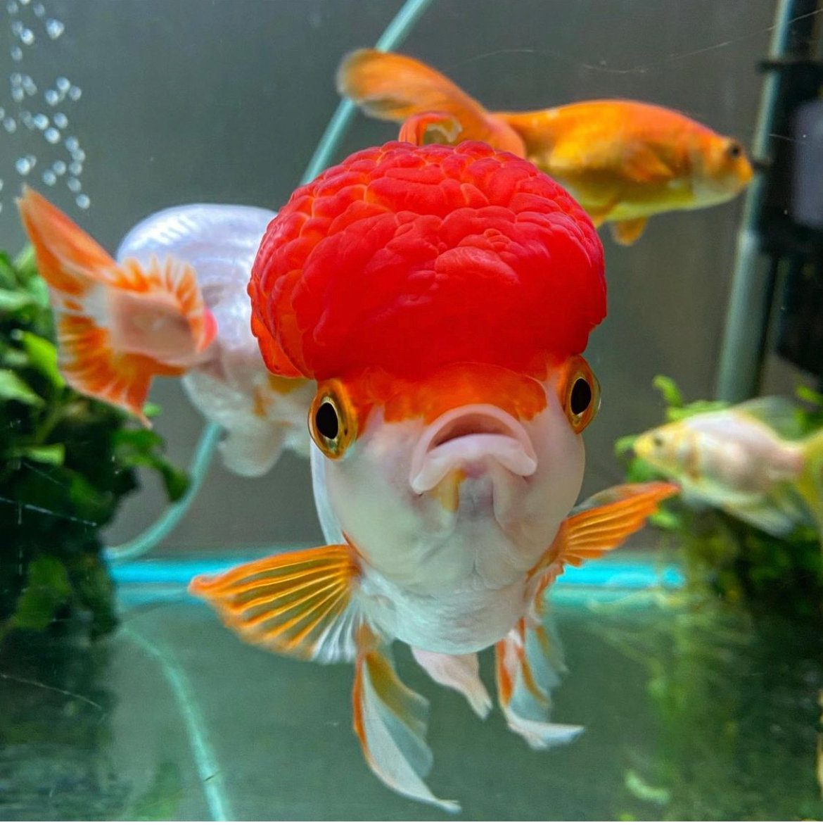 FABULOUSLY FANCY GOLDFISH LIVE! Mysite