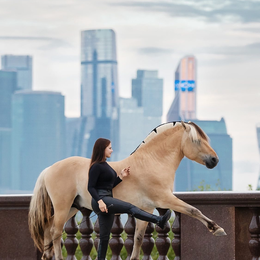 Fjord Horse
