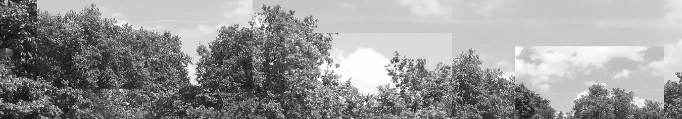 treeline.jpg