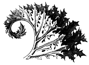 acanthus_edited.png