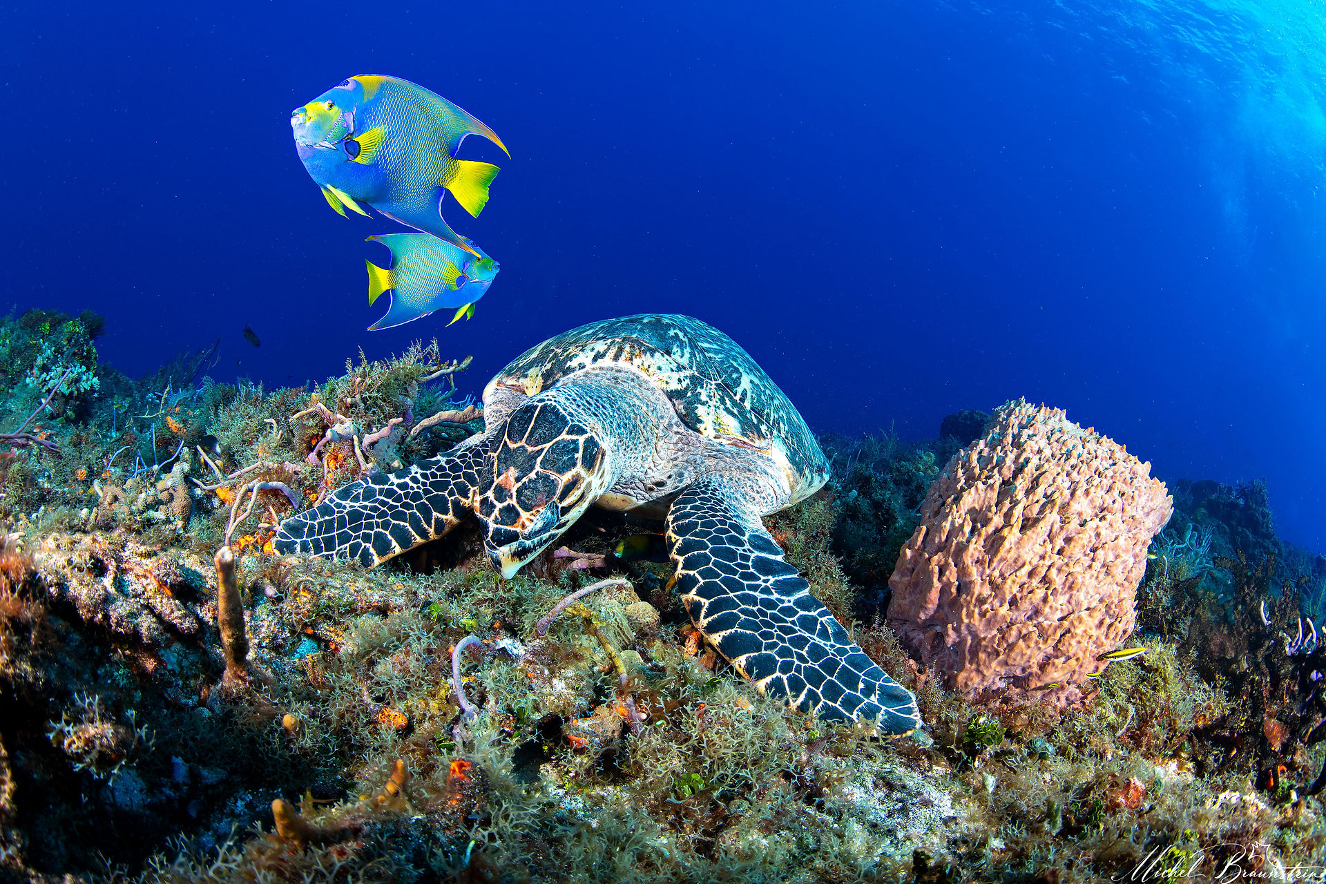 Turtle eating, Cozumel