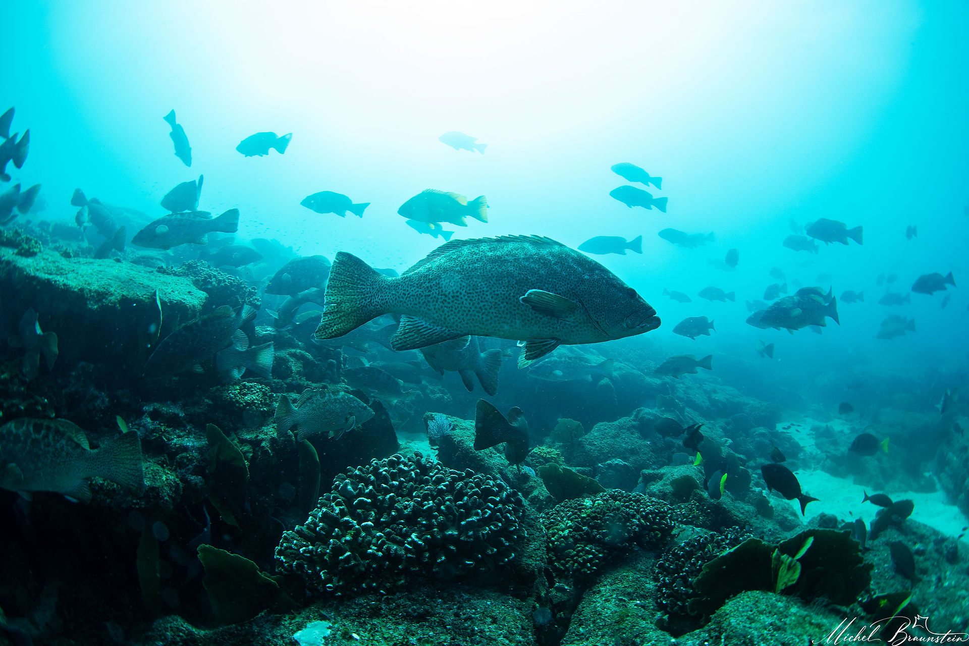 Spotted coral grouper in Cabo Pulmo