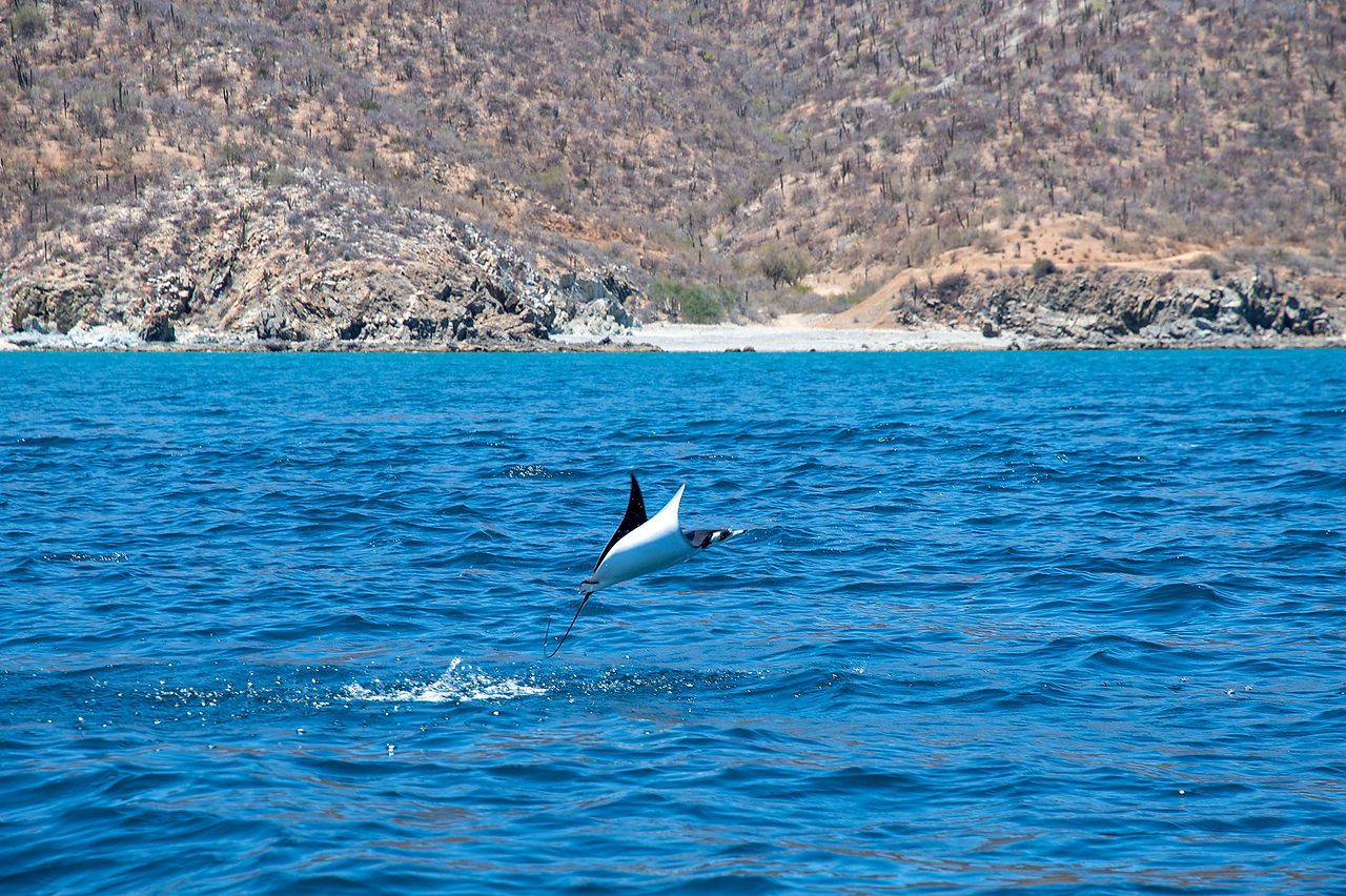 Jumping mobula rays - Sea of Cortez - La Ventana