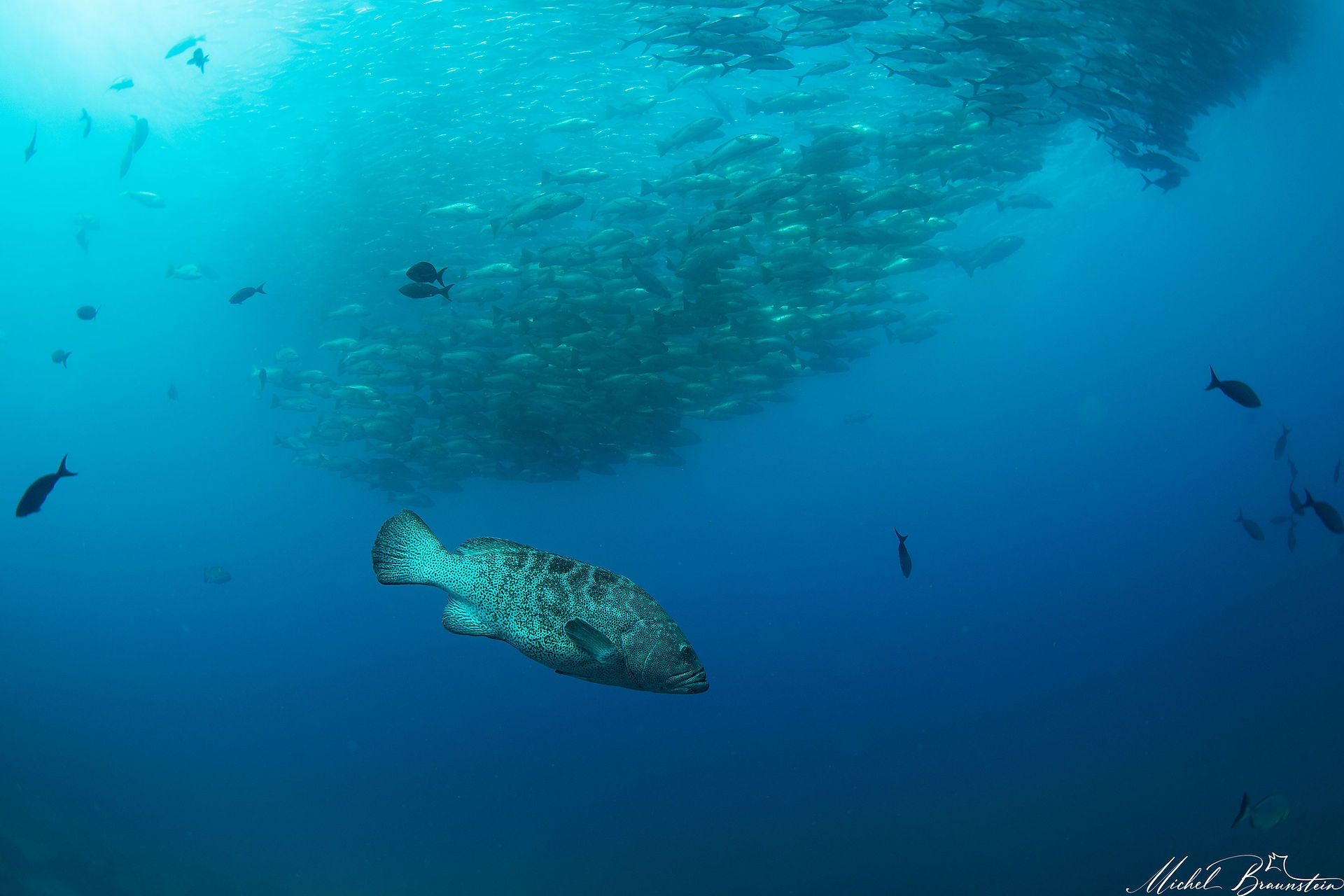 Spotted coral grouper in Cabo Pulmo
