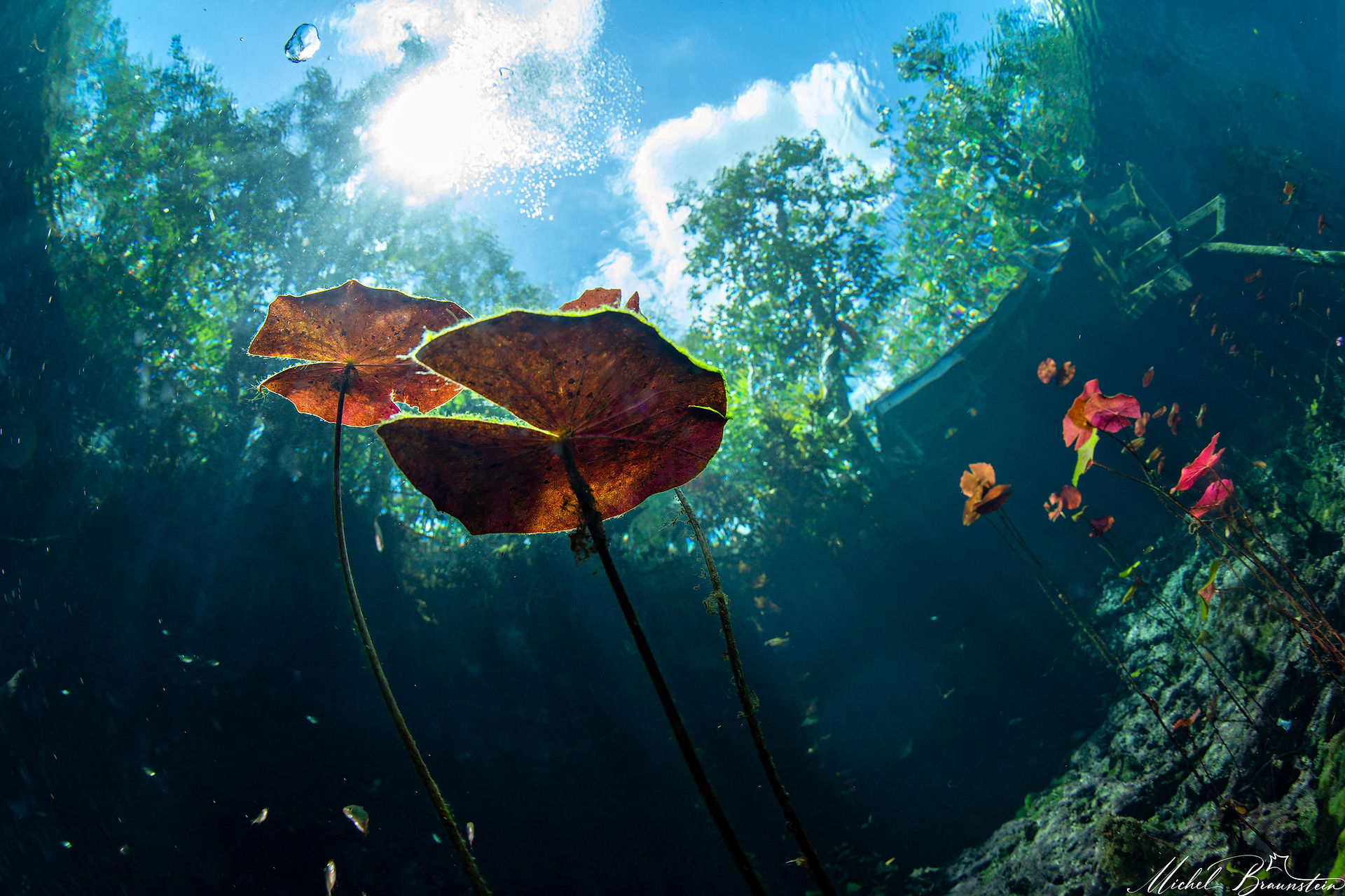 Waterlilies underwater  Car Wash - Athun Ha Cenote