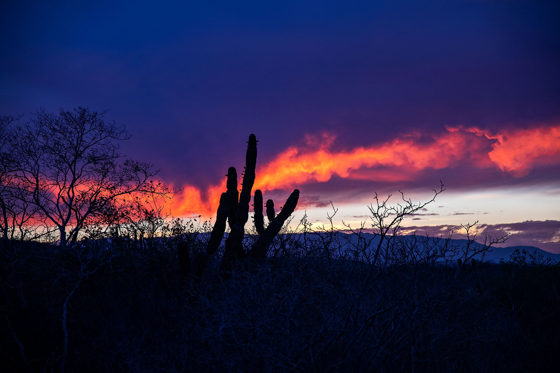 Sunset with cactuses in La Ventana