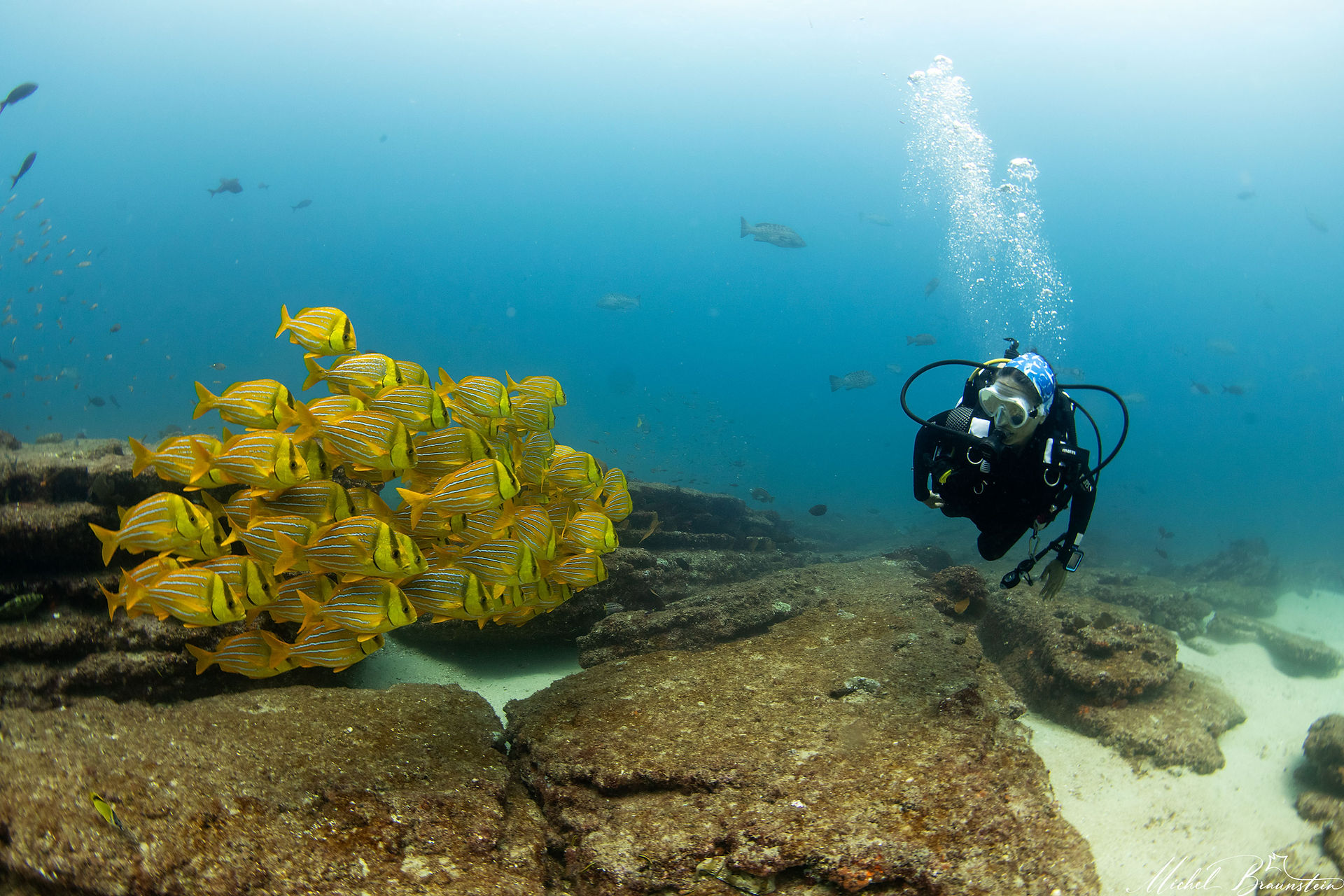 Shoal of porkfish with diver in Cabo Pulmo