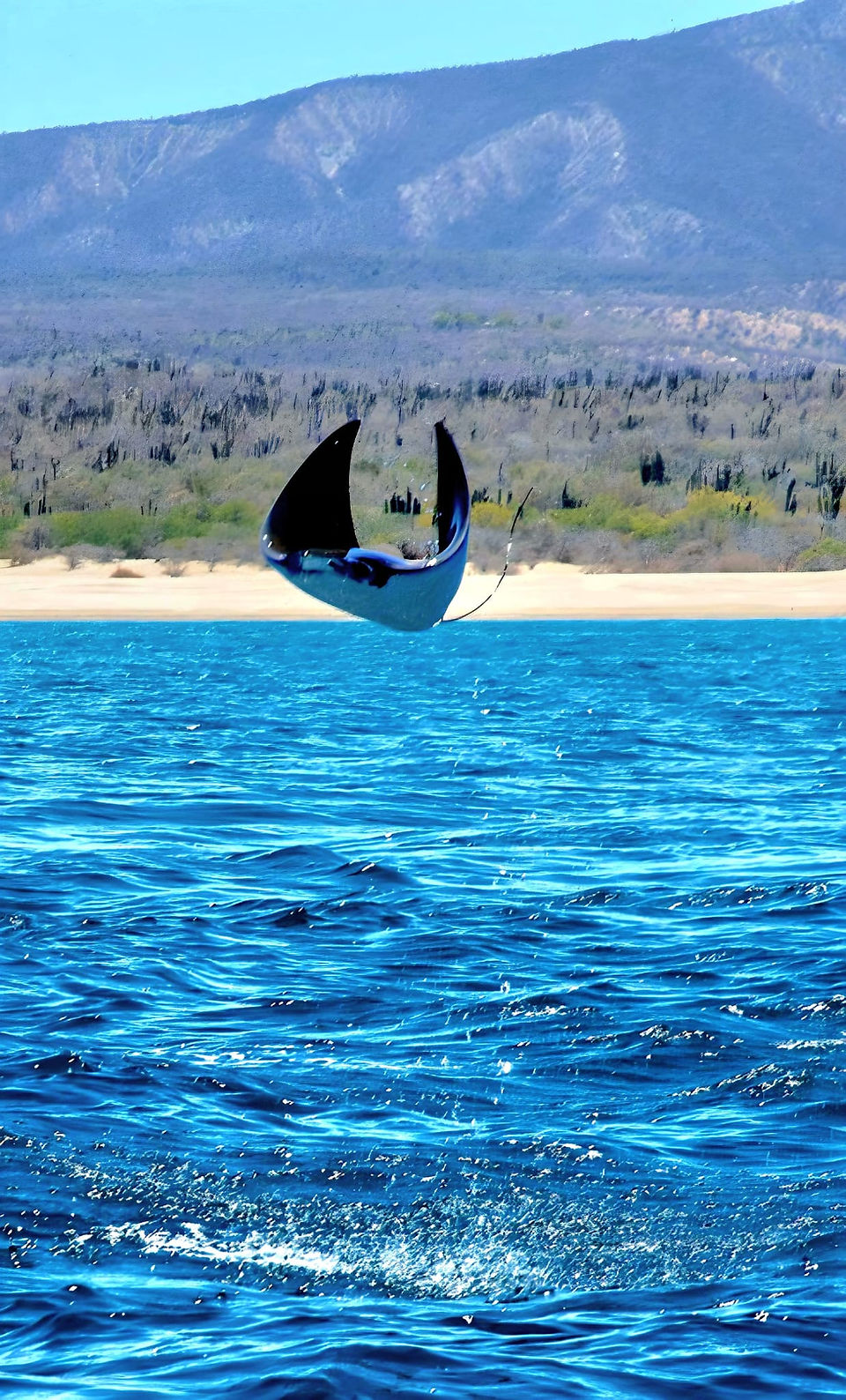 Jumping mobula ray in the Sea of Cortez, in front of La Ventana