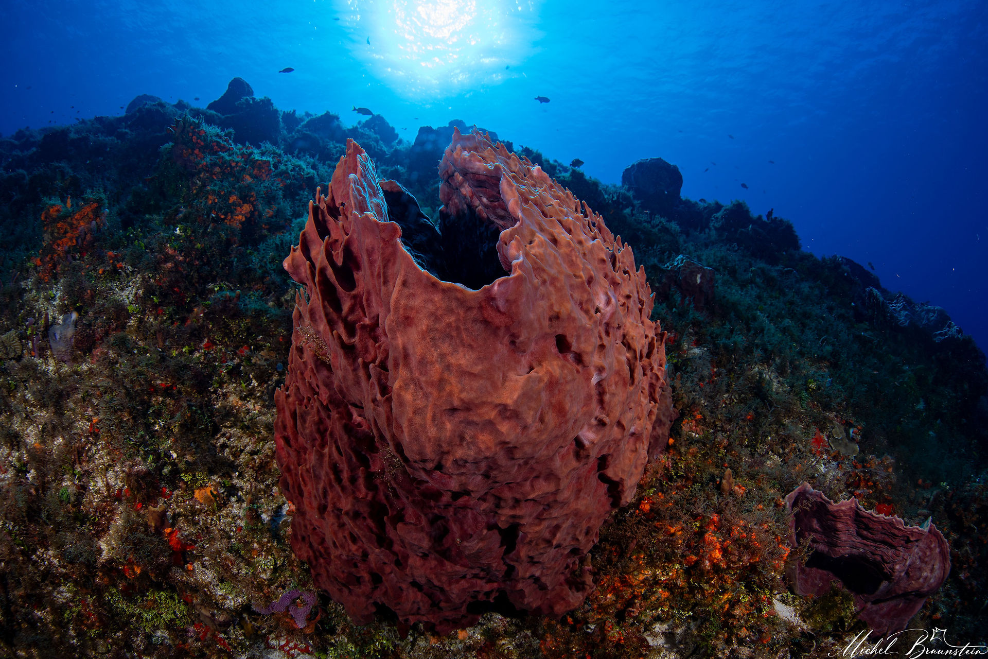 Colorful barrel sponge Cozumel