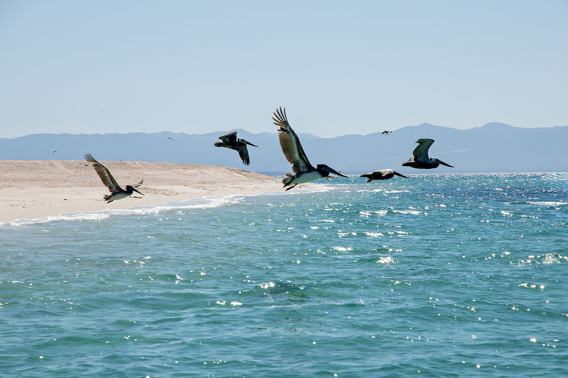 Pelicans at flight over the Sea of Cortez, La Ventana