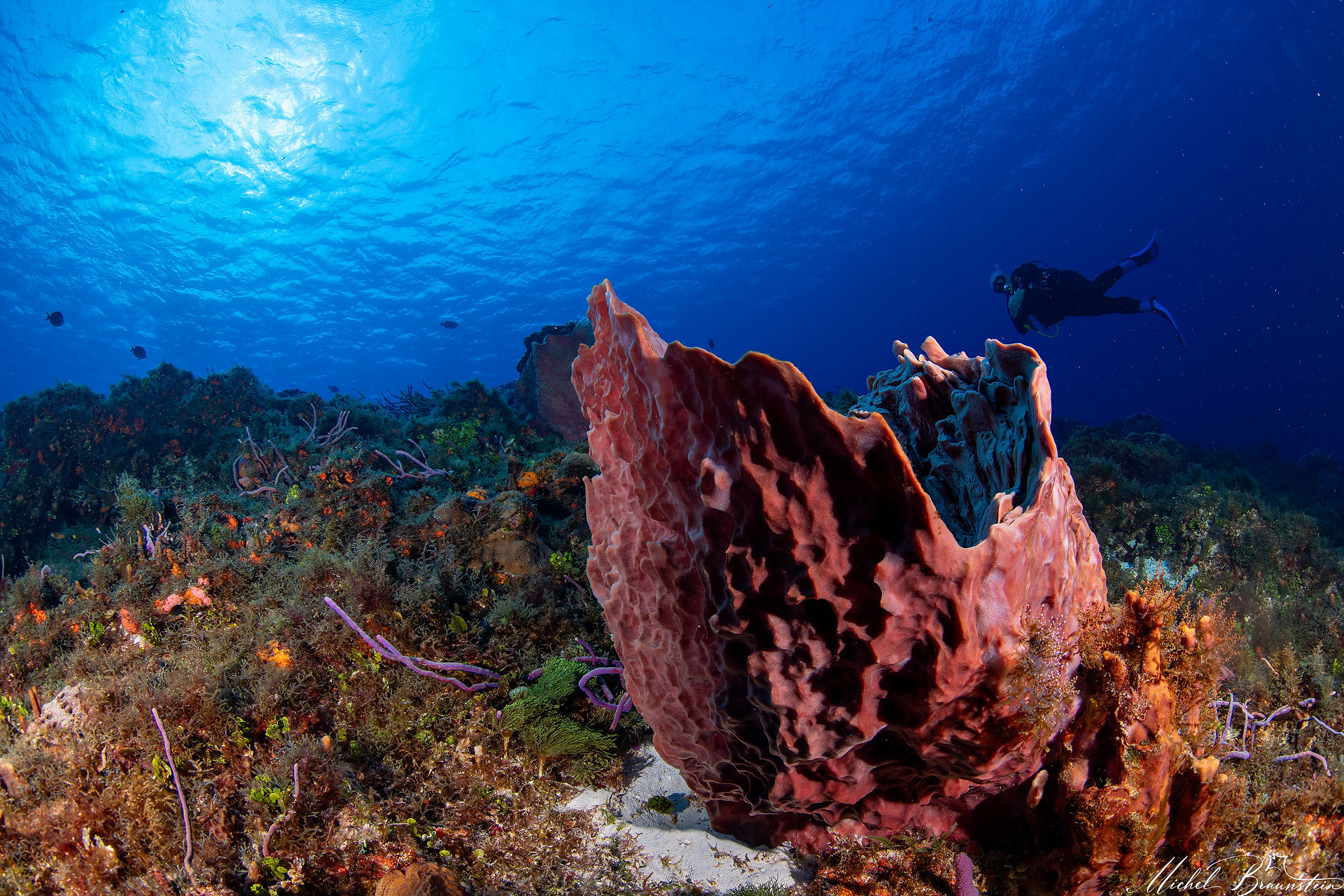 Colorful barrel sponge, Cozumel