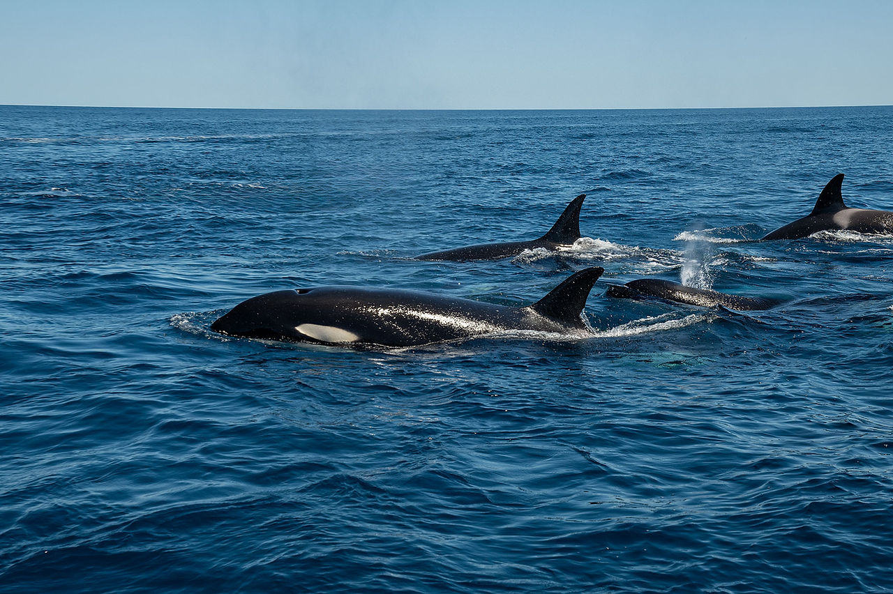 Pod of orcas in the Sea of Cortez, La Ventana