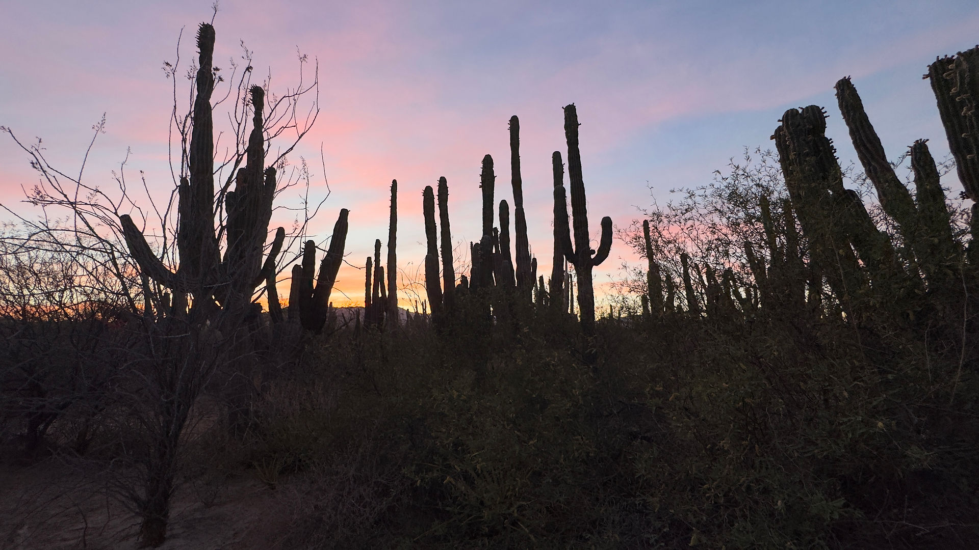 Sunset with cactuses in La Ventana, Baja California