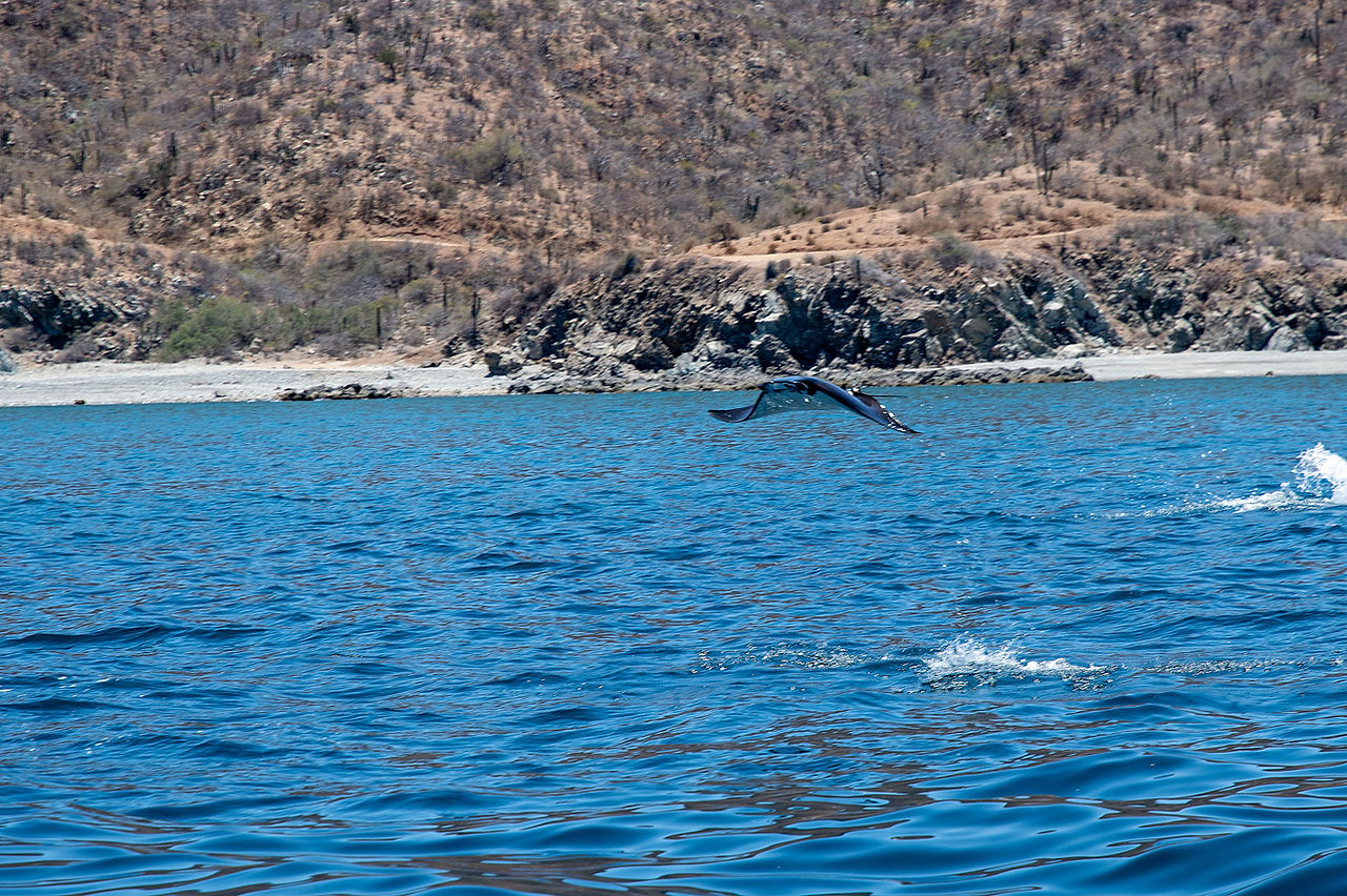 Jumping mobula rays - Sea of Cortez - La Ventana
