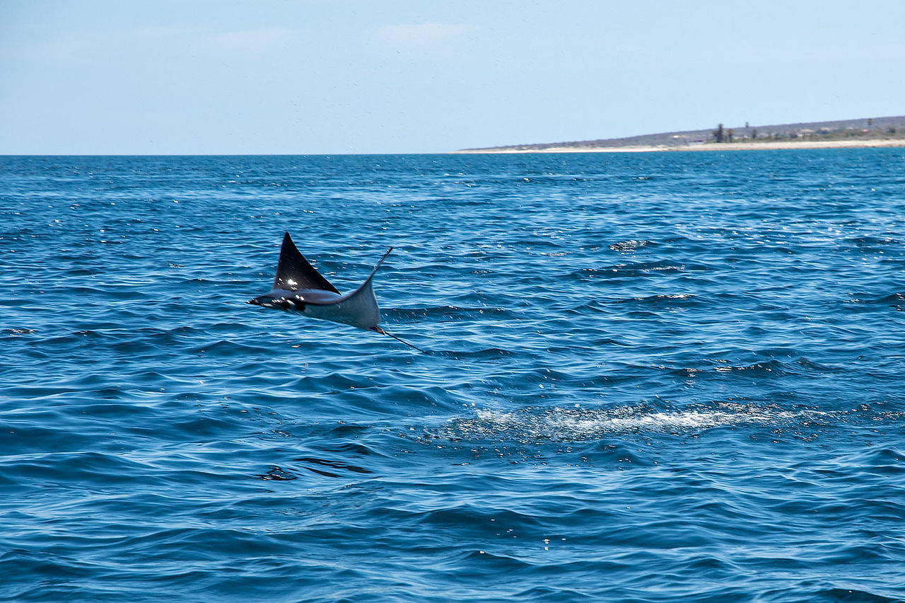 Jumping mobula rays - Sea of Cortez - La Ventana