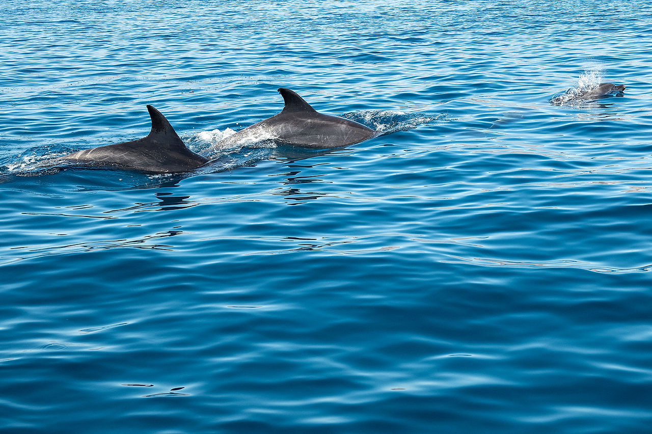 Dolphins in the Sea of Cortez