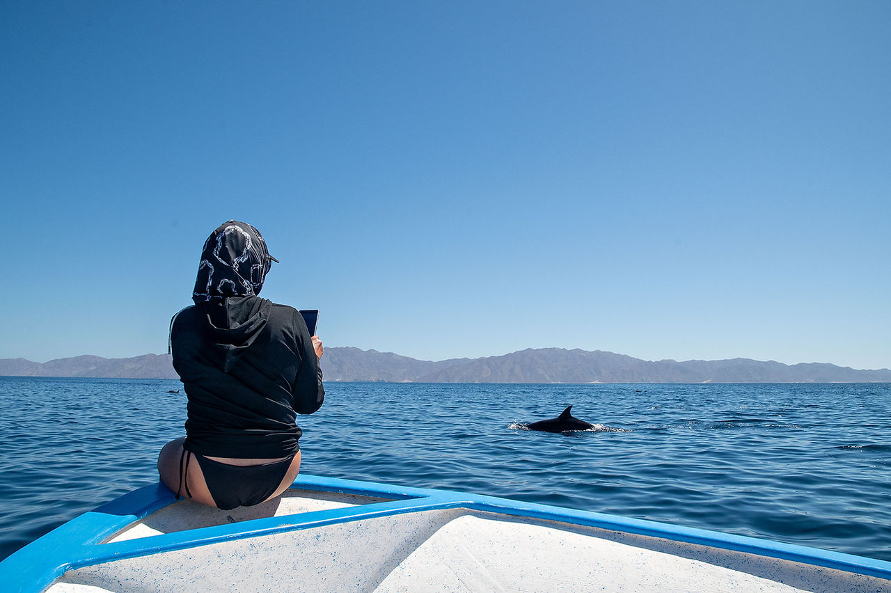 Photographying dolphins in the Sea of Cortez