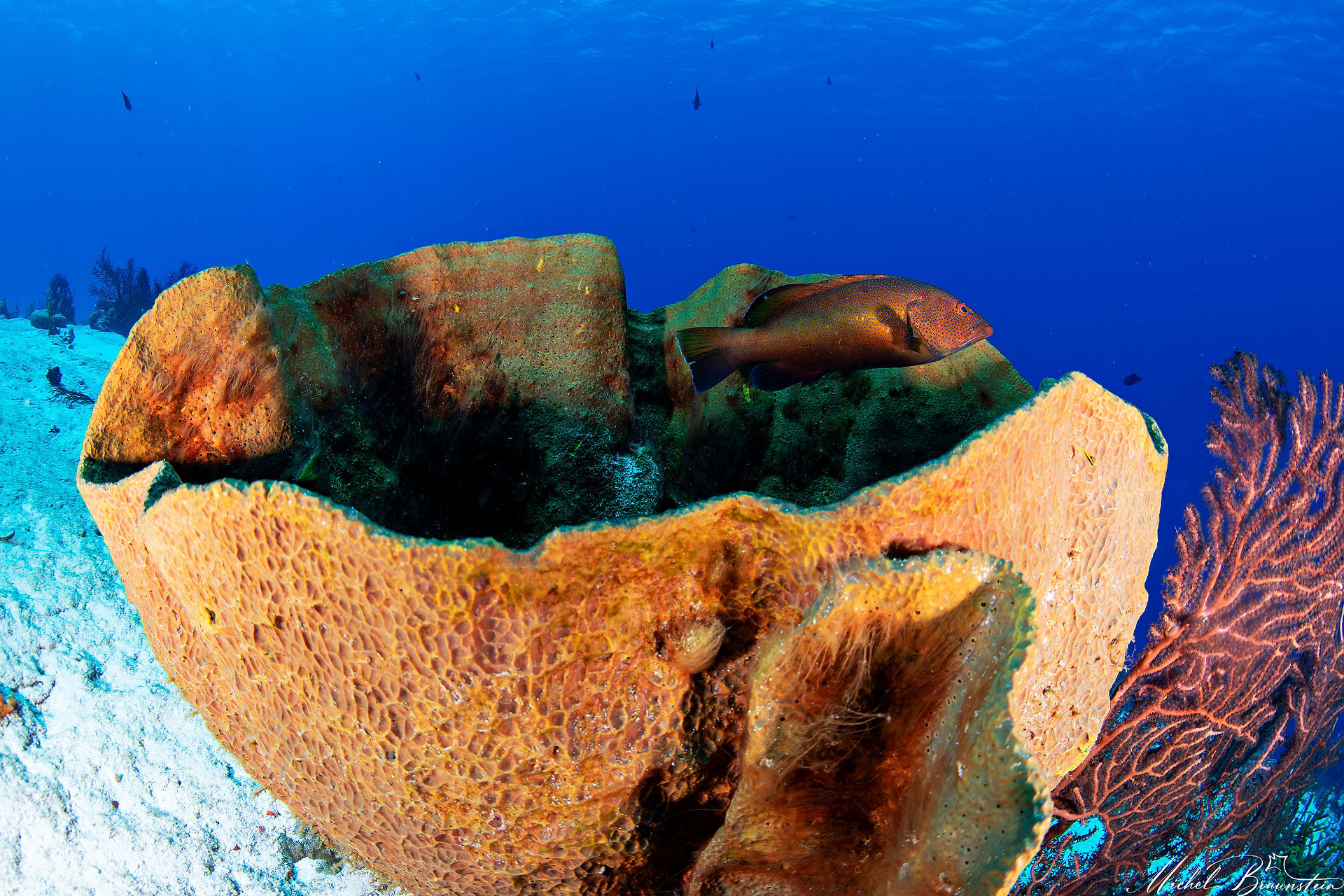 Red grouper in a barrel sponge, Cozumel