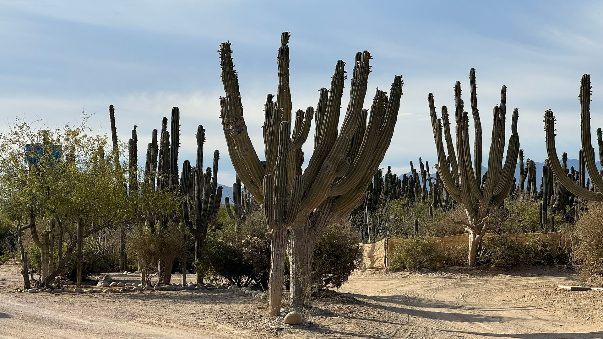 Cactuses in La Ventana, Baja California