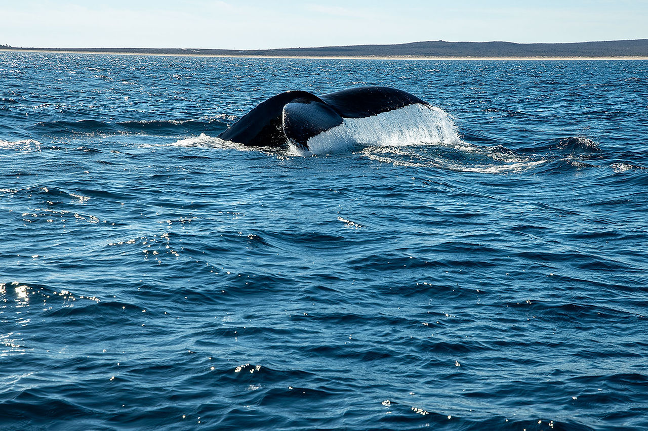 Humpback whale tail in the Sea of Cortez