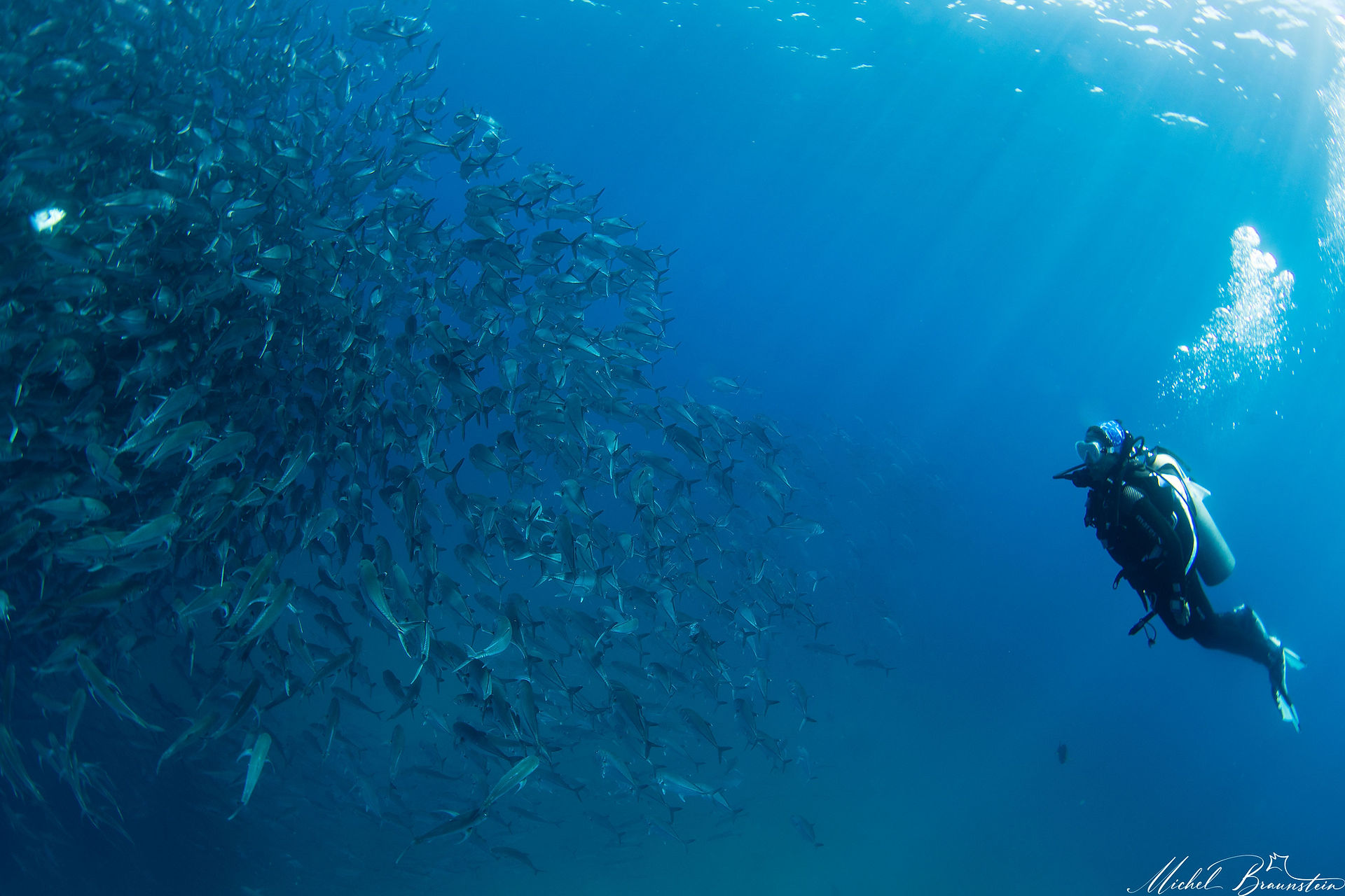 Diver and school of jackfish in Cabo Pulmo