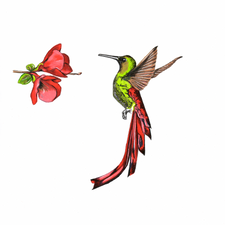 humming bird 3.jpg